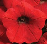 Petunia Shock Wave Red Seed Seed - 250 Pelleted Seed