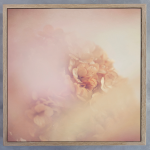 Blush Dreams Hydrangea 2 Art Print - 60 X 60CM Framed Canvas With Natural Wood Frame