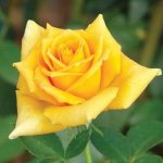 Golden Monica Hybrid Tea Rose 5LT