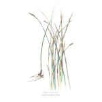 Elegia Tectorum Art Print - A3