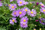Brachyscome Brasco Violet 14CM Pot