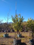Eureka Lemon Tree 200LT