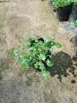Falkia Repens 3 Litre Bag