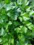 Parsley Plain Flat Leaf Seed - 2 G Raw Seed