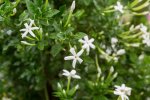 Jasminum Angulare 10LT