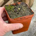 Venus Fly Trap 'space.' Special Import. - Dormant Plant. 7.5CM Plastic Container.