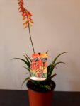Aloe Orange Express 15CM Pot