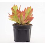 Crassula Capitella Red Pagoda 4LT
