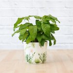Network Calathea - In Hand Painted Botanical Pot