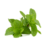 Double Mint Concentrate Sc - 10ML