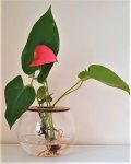 10CM Fishbowl With Anthurium – Pink Flower