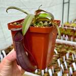 Tropical Pitcher Nepenthes 'rebecca Soper X Ventricosa Red'