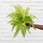 BOSTON Fern - Golden Glow - 17CM Nursery Pot