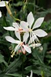 Gaura Sparkle White Seed - 1000 Raw Seed