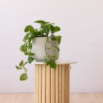 Jade Pothos - In 21CM Helia Planter