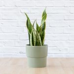 Mother In Law's Tongue - Large - In Sage Green Flo Planter