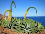 Agave Attenuata 250LT