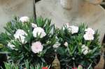 Carnation 15 Cm Pot - White