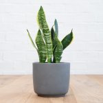 Mother In Law's Tongue - In Grey Ceramic Pot
