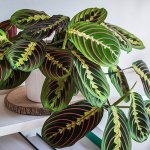 Maranta Tricolour 20CM Hanging Basket