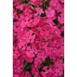 Dianthus Rocking Rose - 10 Pelleted Seed