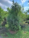 Leylandii Conifer Gauteng Only - 200 Litres