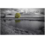 GREE N Tree In Black And White Landscape Art Photography Wall Print On Canvas 1320 X 790