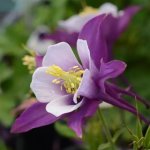 Aquilegia Earlybird 15CM Pot