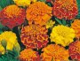 Marigold Bonita Mix Seed - 1 Kg Raw Seed