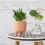 Shrek Ears Plant - In Terracotta Pippin Planter