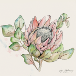 Wc Protea Art Print - A3