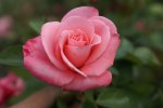 Sandton Smile Rose 5LT