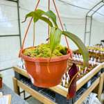 Tropical Pitcher Nepenthes ' Maxima X Thorelii X Trusmadiensis' - Older Plant In 21CM Hanging Basket