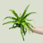 Birds Nest Fern - Antiquum - 12CM Nursery Pot