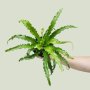 Birds Nest Fern - Antiquum - 12CM Nursery Pot