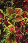 Coleus Kong Empire Mix 25CM Hanging Basket