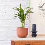 Parlor Palm - In Terracotta Moon Planter