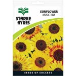 Sunflower Music Box Flower Seeds