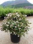 Abelia Grandiflora 10LT Ball