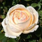 Tess Rose 5LT