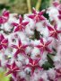 Hoya Erythrostemma Qsbg