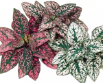 Hypoestes Splash Select Mix Seed - 25 Raw Seed