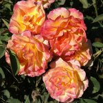Sos Childrens Rose 5LT