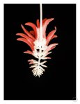 Coral Tree Flower Art Print - A3