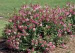Click & Plant Online Nursery