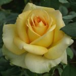 Irish Luck Hybrid Tea Rose 5LT