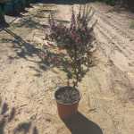 Leptospermum Single Pink 22CM Pot