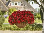 Begonia Hula Red Seed - 10 Pelleted Seed