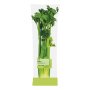 Pnp Table Celery Bunch