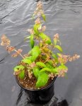 Buddleja Auriculata Weeping Sage 17CM